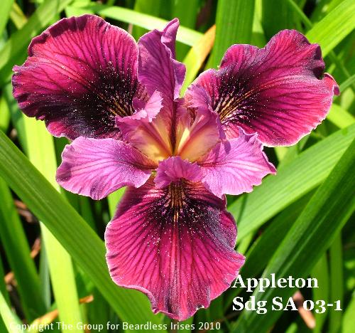 Appleton Sdg SA 03-1 (1)